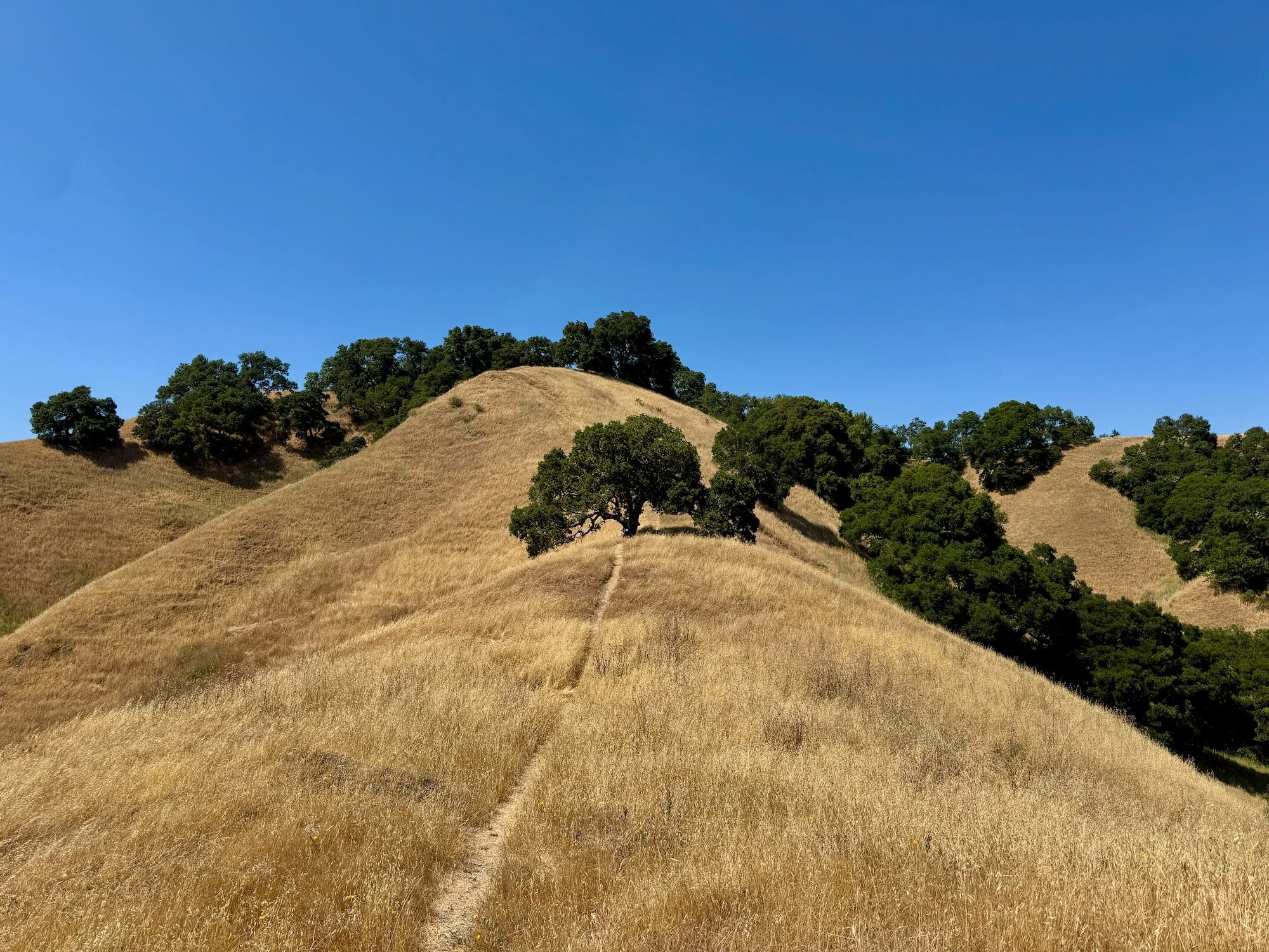 Trees on the top of a large hill