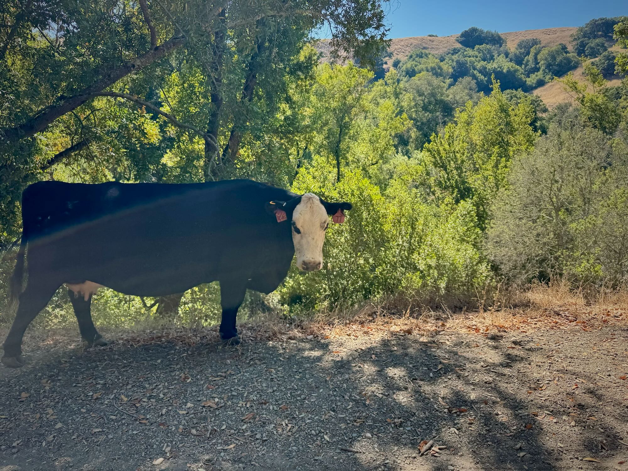 Cow visiting my worksite